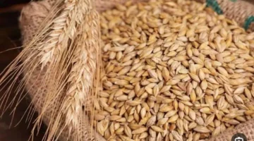 تحديثات الأسعار.. تباين ملحوظ في قيمة الأرز الشعير بمختلف الأسواق المصرية اليوم السبت